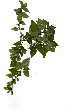  (Acalypha glabrata - OM1375)  @11 [ ] Copyright  - Unspecified