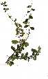  ( - OM1404)  @11 [ ] Copyright  - Unspecified