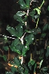  ( - OM1404)  @11 [ ] Unspecified (default): All Rights Reserved  Unspecified Unspecified