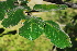  ( - OM1420)  @11 [ ] Unspecified (default): All Rights Reserved  Unspecified Unspecified