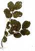  ( - OM1420)  @11 [ ] Copyright  - Unspecified