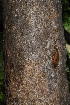  ( - OM1421)  @11 [ ] Unspecified (default): All Rights Reserved  Unspecified Unspecified