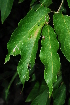  ( - OM1421)  @11 [ ] Unspecified (default): All Rights Reserved  Unspecified Unspecified