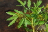  (Heteromorpha arborescens subsp frutescens - OM1430)  @11 [ ] Unspecified (default): All Rights Reserved  Unspecified Unspecified