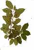  (Bridelia micrantha - OM1435)  @11 [ ] Copyright  - Unspecified