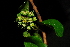  (Combretum mkuzense - OM1569)  @11 [ ] Unspecified (default): All Rights Reserved  Unspecified Unspecified