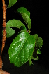  ( - OM1569)  @11 [ ] Unspecified (default): All Rights Reserved  Unspecified Unspecified