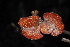  (Combretum moggii - OM1585)  @11 [ ] Unspecified (default): All Rights Reserved  Unspecified Unspecified