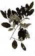  ( - OM1610)  @11 [ ] Copyright  - Unspecified