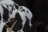  ( - OM1615)  @11 [ ] Unspecified (default): All Rights Reserved  Unspecified Unspecified