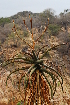  (Aloe excelsa - OM1621)  @13 [ ] Unspecified (default): All Rights Reserved  Unspecified Unspecified