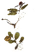  (Combretum platypetalum - OM1658)  @11 [ ] Copyright  - Unspecified