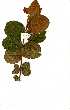  (Psorospermum febrifugum - OM1660)  @11 [ ] Copyright  - Unspecified