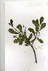  ( - OM1675)  @11 [ ] Copyright  - Unspecified