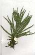  (Podocarpus henkelii - OM1677)  @11 [ ] Copyright  - Unspecified