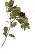  (Pittosporum viridiflorum - OM1738)  @11 [ ] Unspecified (default): All Rights Reserved  Olivier Maurin Unspecified