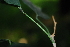  (Baphia racemosa - OM1804)  @11 [ ] Unspecified (default): All Rights Reserved  Olivier Maurin Unspecified