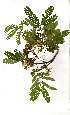  ( - OM1811)  @11 [ ] Unspecified (default): All Rights Reserved  Olivier Maurin Unspecified