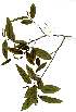 ( - OM1843)  @11 [ ] Unspecified (default): All Rights Reserved  Olivier Maurin Unspecified