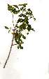  ( - OM1846)  @11 [ ] Unspecified (default): All Rights Reserved  Olivier Maurin Unspecified