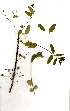  (Phyllanthus inflatus - OM1884)  @11 [ ] Copyright  - Unspecified
