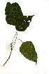  (Macaranga mellifera - OM1895)  @11 [ ] Copyright  - Unspecified