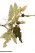  ( - OM1904)  @11 [ ] Copyright  - Unspecified