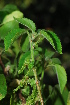 (Acalypha glabrata var. pilosa - OM1979)  @11 [ ] Unspecified (default): All Rights Reserved  Unspecified Unspecified