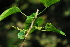  (Acalypha pilosa var. pilosa - OM1980)  @11 [ ] Unspecified (default): All Rights Reserved  Unspecified Unspecified