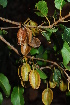  (Combretum petrophilum - OM2007)  @11 [ ] Unspecified (default): All Rights Reserved  Unspecified Unspecified