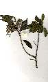  ( - OM2025)  @11 [ ] Copyright  - Unspecified