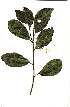  (Cavacoa aurea - OM2035)  @11 [ ] Copyright  - Unspecified