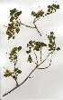  ( - OM0270)  @11 [ ] Copyright  - Unspecified