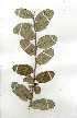  (Parinari curatellifolia - OM0281)  @11 [ ] Copyright  - Unspecified