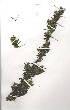  ( - OM0315)  @13 [ ] Copyright  - Unspecified