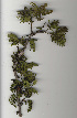  ( - OM0331)  @11 [ ] Copyright  - Unspecified