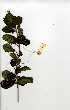  ( - OM0353)  @11 [ ] Copyright  - Unspecified