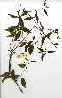  ( - OM0393)  @11 [ ] Copyright  - Unspecified