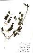  (Zanthoxylum humile - OM0431)  @11 [ ] Unspecified (default): All Rights Reserved  Unspecified Unspecified
