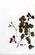  ( - OM0556)  @11 [ ] Copyright  - Unspecified