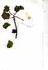  ( - OM0567)  @11 [ ] Copyright  - Unspecified