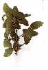  ( - OM0593)  @11 [ ] Copyright  - Unspecified