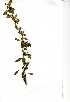 ( - OM0621)  @11 [ ] Copyright  - Unspecified