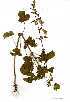  ( - OM0651)  @11 [ ] Copyright  - Unspecified
