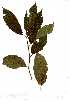  (Combretum collinum - OM0724)  @11 [ ] Copyright  - Unspecified