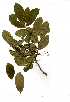  (Antidesma venosum - OM0808)  @11 [ ] Copyright  - Unspecified