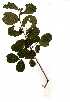  ( - OM0813)  @11 [ ] Copyright  - Unspecified