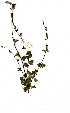  ( - OM0983)  @11 [ ] Copyright  - Unspecified