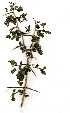  ( - OM0984)  @11 [ ] Copyright  - Unspecified