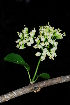  ( - OM0962)  @11 [ ] Unspecified (default): All Rights Reserved  Unspecified Unspecified